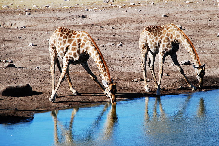 giraffe, watering hole, animal, africa, safari, nature, wildlife