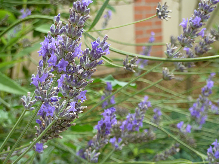 violet, flower, lavender, nature, purple, plant, summer