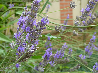 Violet, kukka, laventeli, Luonto, violetti, kasvi, kesällä