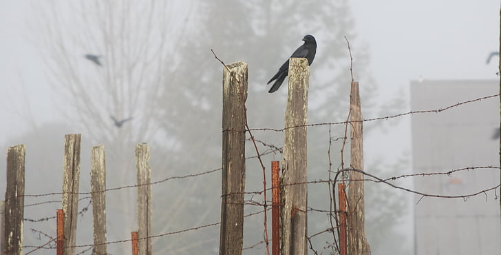 raven, foggy day, bird, cattail, nature, no people, outdoors