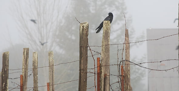 Corvo, dia de neblina, pássaro, Taboa, natureza, sem pessoas, ao ar livre