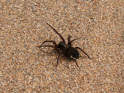 spider, animal, rocks, beach, nature, arachnid, scary