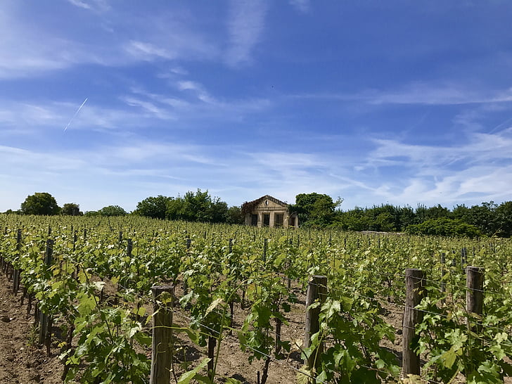 Saint-émilion, adega, vinhedo, França, vinho, agricultura, colheita