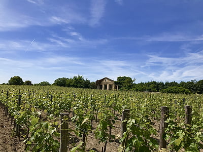 Saint-émilion, winnicy, Winnica, Francja, wino, Rolnictwo, żniwa