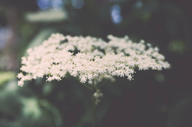 white, petaled, flowers, focus, photo, flower, nature