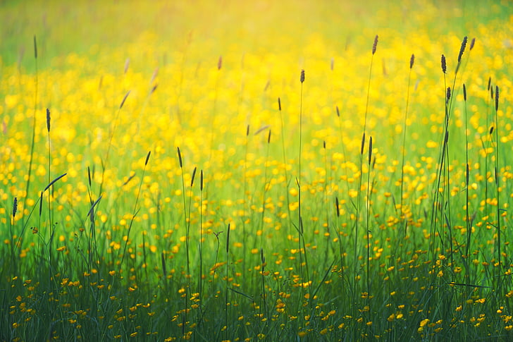 zelena, trava, žuta, cvijet, biljke, priroda, farma