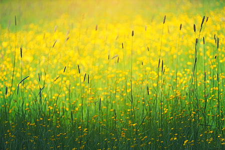 green, grass, yellow, flower, plants, nature, farm