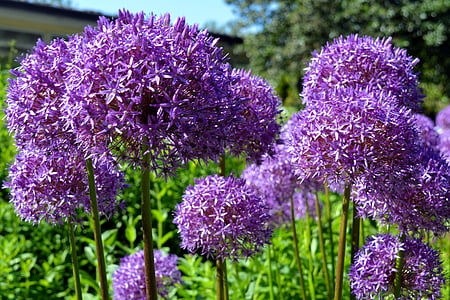 cebolla ornamental, temprano, violeta, naturaleza, Allium, púrpura, flor de cebolla
