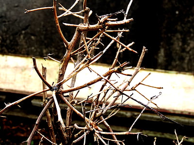 dry twigs, leaves, still lifes