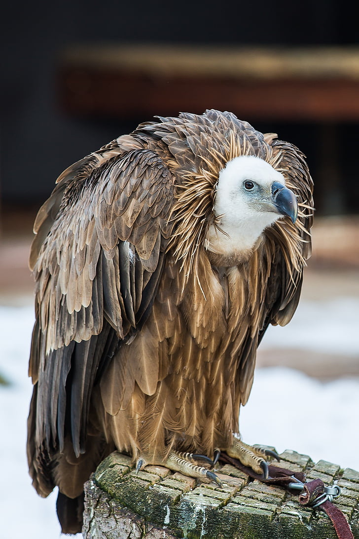 Griffon vultur, vultur, pasăre de pradă, păsări răpitoare, vânătoare cu şoimi, pasăre, un animal