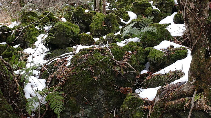 moss, winter, rock, nature, forest