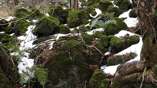 Moss, zimné, Rock, Príroda, Forest