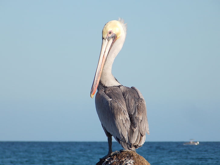 Ave, Pelican, stranden