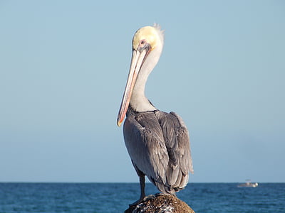 Ave, Pelican, plajă