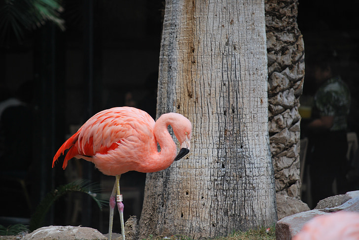 Flamingó, rózsaszín, madár, egzotikus, vadon élő állatok, trópusi
