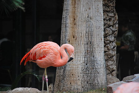 Flamingo, vaaleanpunainen, lintu, eksoottinen, Wildlife, Tropical