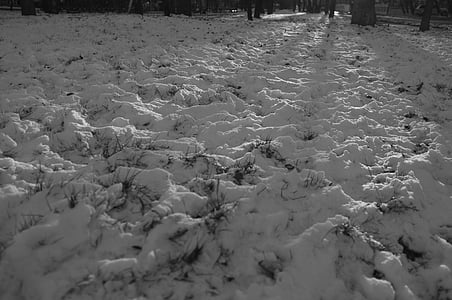 sneg, pozimi, črno-belo, sence, odmrznjeni obliži, trava