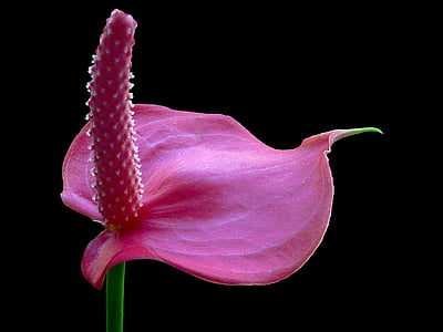 flor de flamenco, flor, floración, Anthurium, flor, flamingoblume grandes, planta