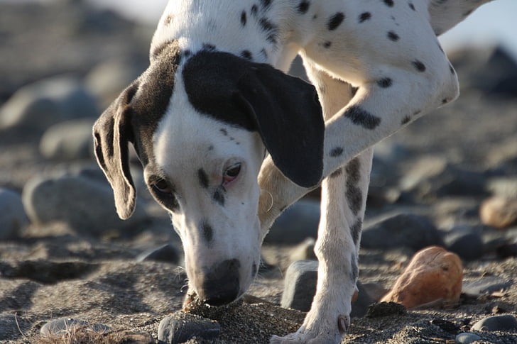 hond, Dalmatiër, nieuwsgierige