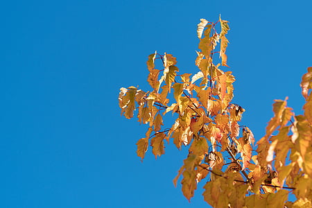 pozostawia, jesień, brunche, niebo, niebieski, Jesienne liście, upadek