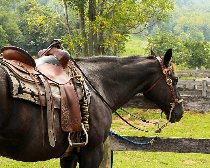 black, brown, saddle, Horse, Western Saddle, Pomel, Horn