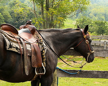 negro, marrón, silla de montar, caballo, silla de montar occidental, Pomel, Cuerno de