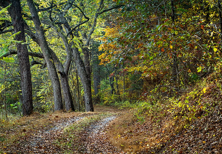 道路, 路径, 树, 自然, 景观, 户外, 秋天的落叶