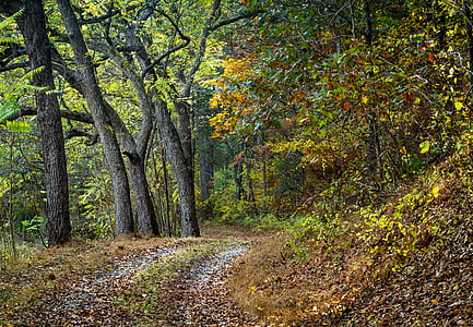 Road, sti, træ, natur, landskab, udendørs, efterår blade