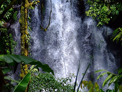 vattenfall, cederträ, Filippinerna, naturen, skogen, tropikerna, grön