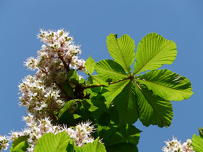 rosskastanie ordinària, Castanyer, flors, inflorescència, arbre, fulles, blanc