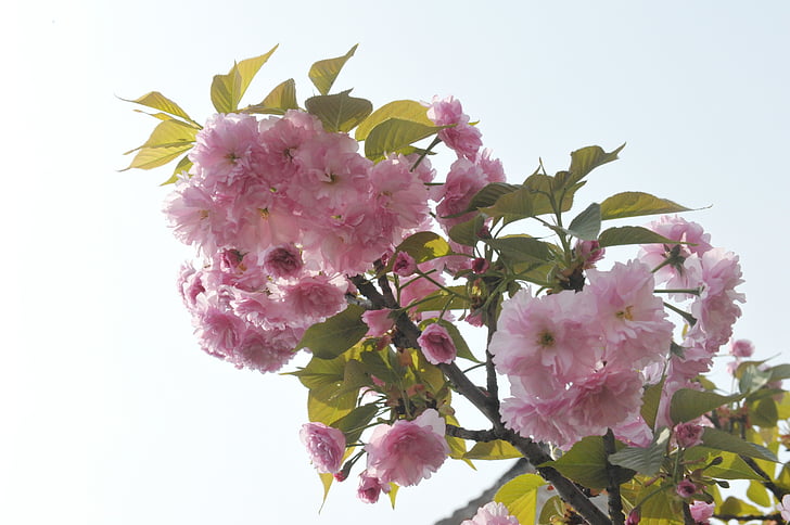 våren, Begonia, Ching ming, Malus spectabilis, blomstrende, Qingming