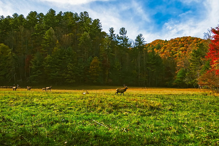 North carolina, padang rumput, rusa, Elk, satwa liar, hewan, musim gugur
