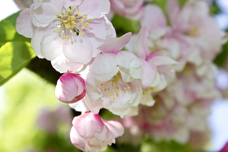 ziedi, ziedēšana, ābolu, Crab apple, rozā, pumpuri, Pavasaris