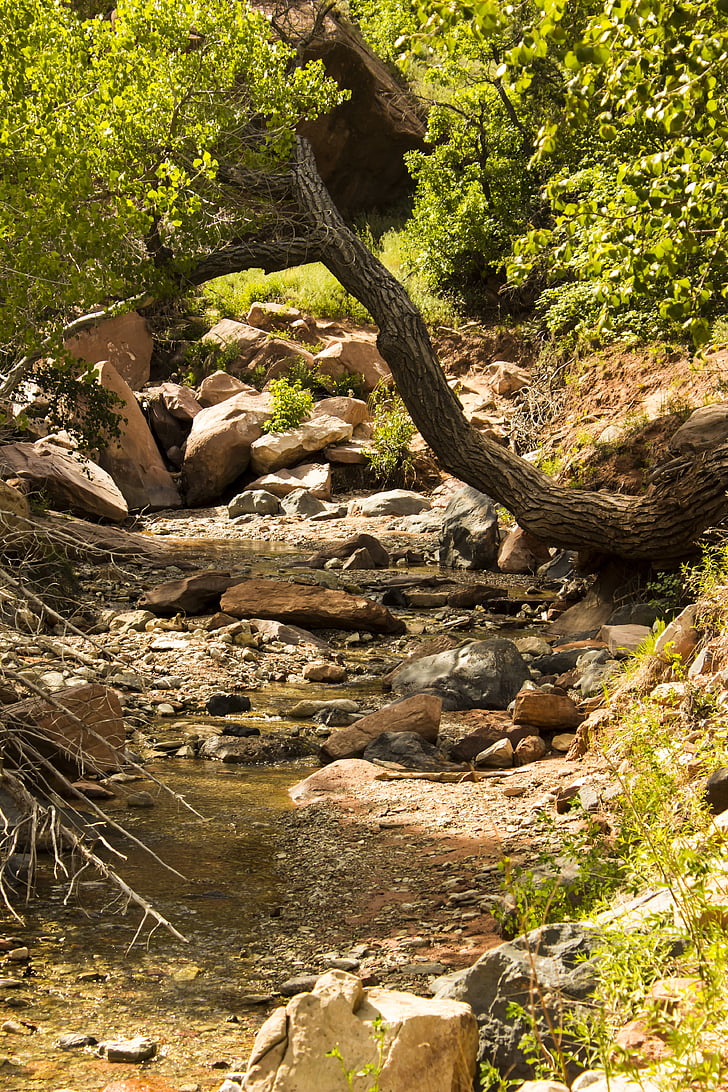 Colobe cânions, trilha de Taylor creek, Parque Nacional de Zion, Utah, deserto, caminhada, Canyon