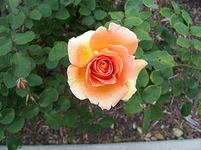 melocotón, color de rosa, jardín, flor, flor color de rosa-, Pétalo, planta