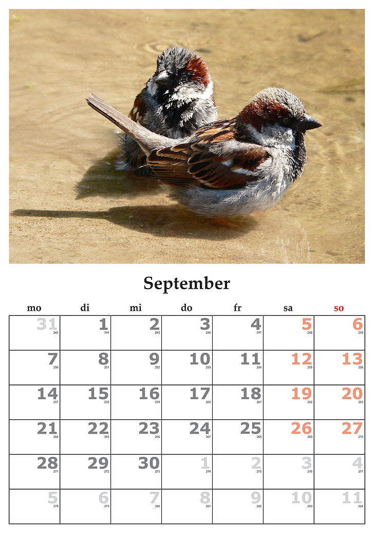 Kalendář, měsíc, září, září 2015, pták, Příroda