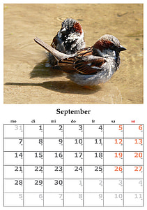 Kalender, kuu, september, September 2015, lind, loodus