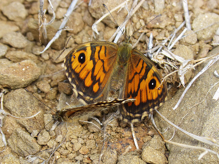 butterflies, sex, procreation, insects, orange