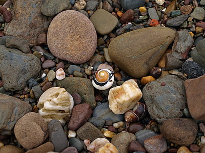 salyangoz, deniz hayvanı kabuğu, sarmal, taşlar, desen, renkli, uyumlu