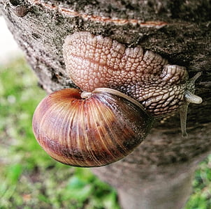 snail, nature, macro, slow, inch, snail shell, wood