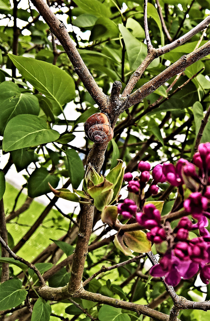 nature, snail, reptile, round worm house, lilac bush, high in the ast, fliederblueten