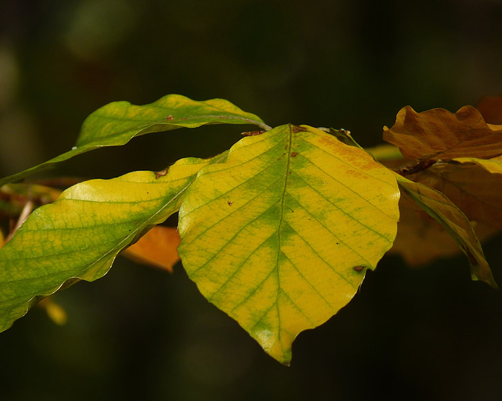Beech, daun, musim gugur, hijau, tanaman, pohon, dedaunan jatuh