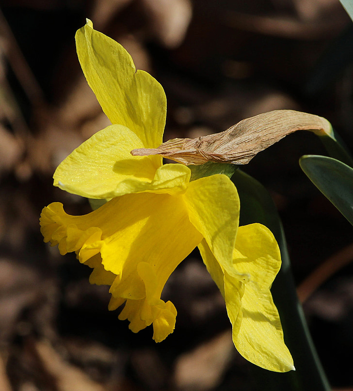 narsisseja, Narcissus, keltainen, kukka, kukka, Blossom, kukinta