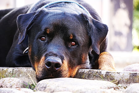 dog, rottweiler, closeup, rest, is, black, adult