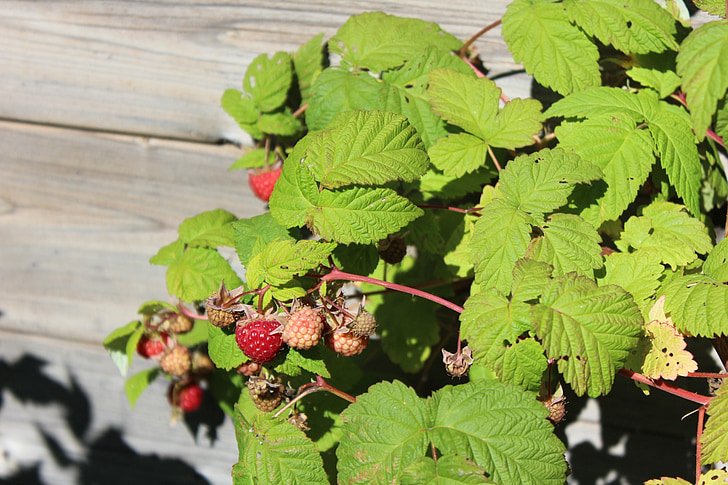 raspberry, berry, plant