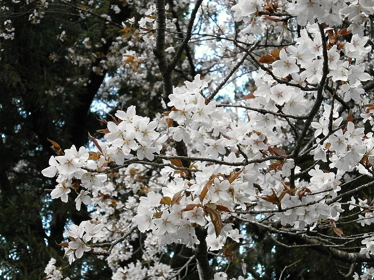 trešnja, trešnja, Trešnjin cvijet, Trešnjin cvijet, proljeće cvijeće, Japanu cvijet, proljeće