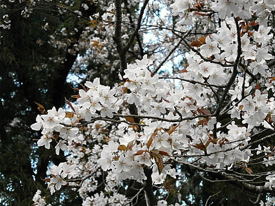 cerise, arbre de la cerise, fleur de cerisier, cerisiers en fleurs, fleurs de printemps, fleur du Japon, printemps