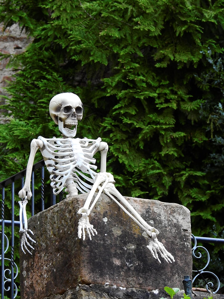esqueleto, marco de la, hueso, muerte, en vivo, humano, sentarse