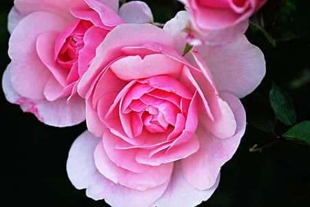 flor rosa, pètals de Rosa, Roses, flor, pètals, fragància, flors