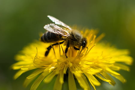 蜂, タンポポ, 花, 花粉, 蜂蜜の蜂, 閉じる, ブロッサム